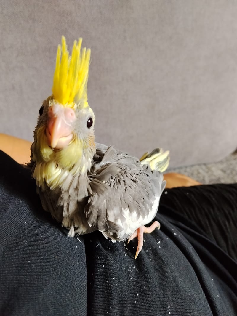 Oiseaux