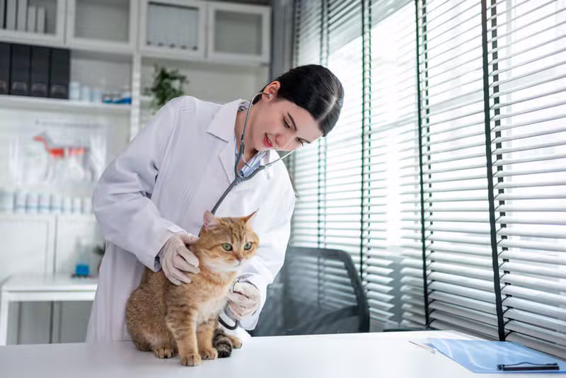 Soins aux Animaux