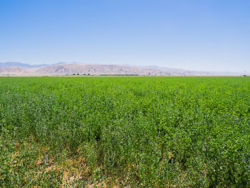 عن مزرعة بشائر
