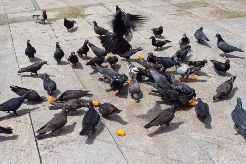 Pigeon Mineral+