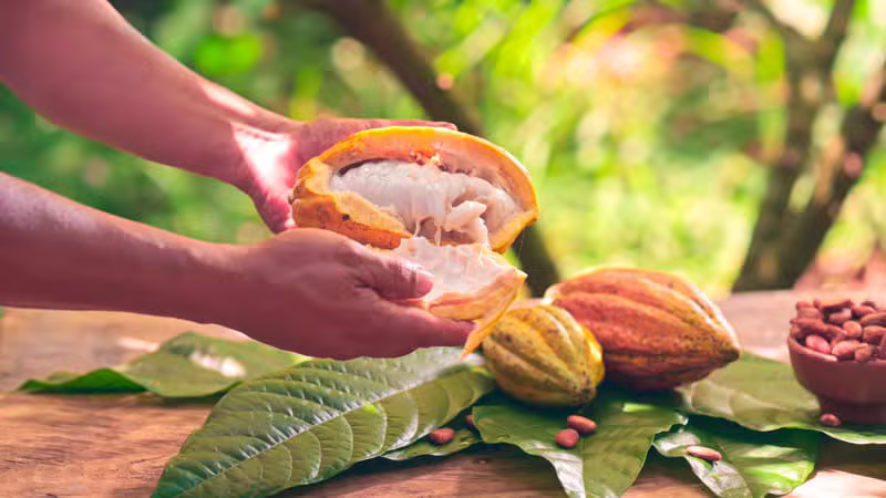 Ghana Cocoa Farm