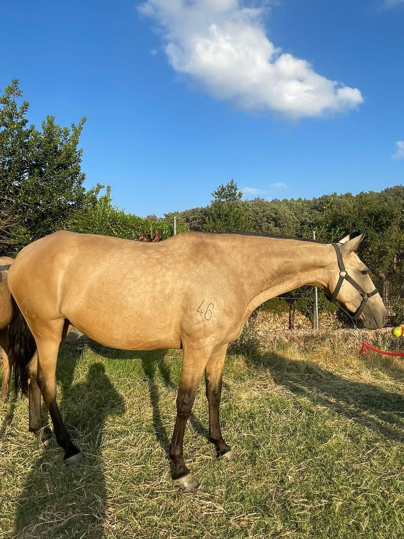 Lusitano