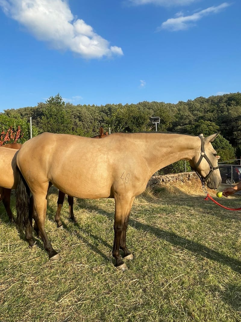 Lusitano