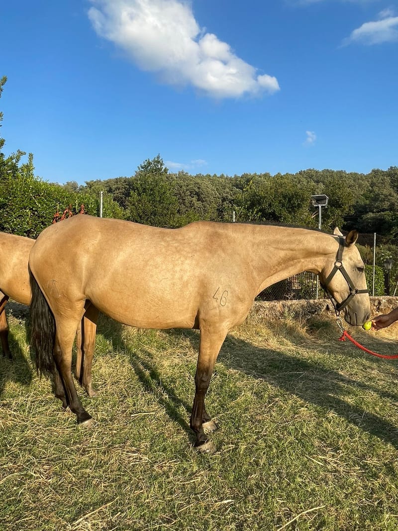 Lusitano