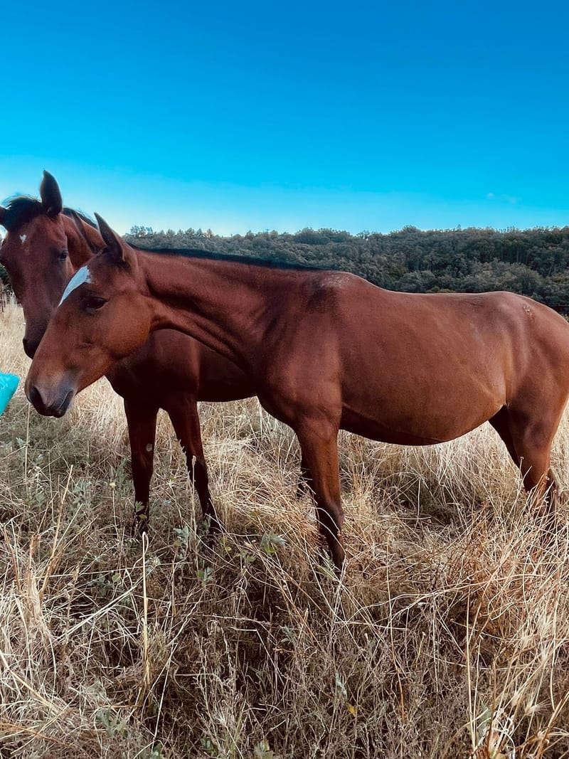 Lusitano