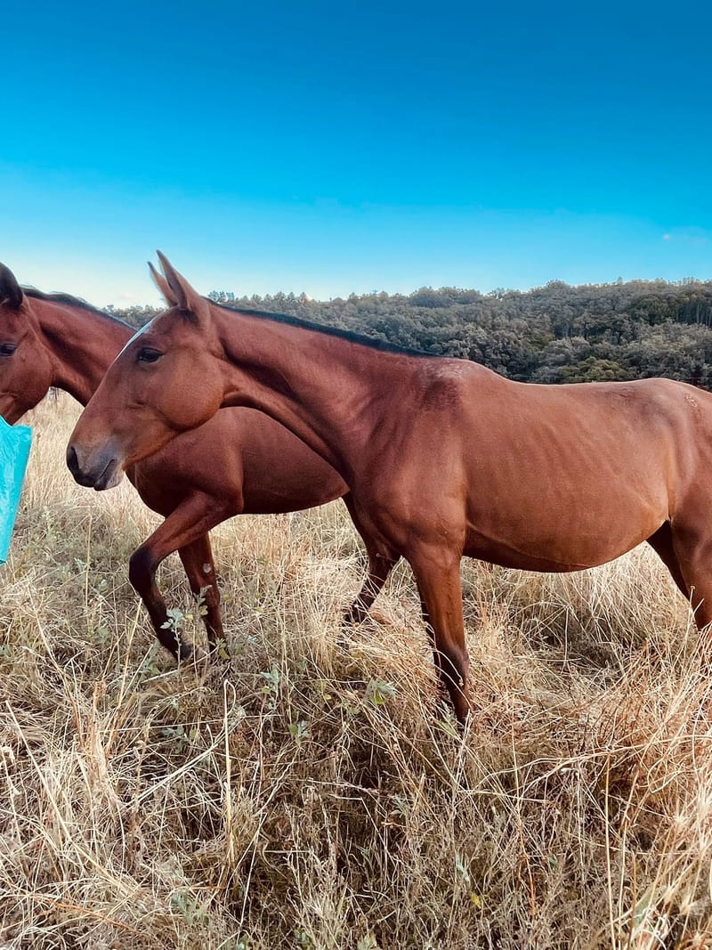 Lusitano