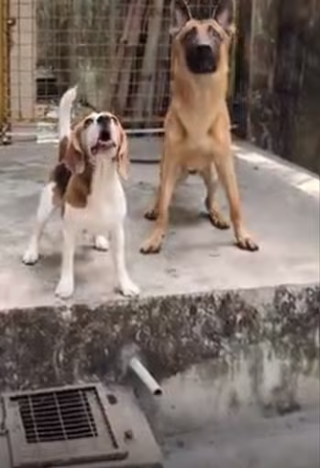 PET MATING