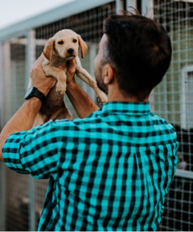 PET ADOPTION