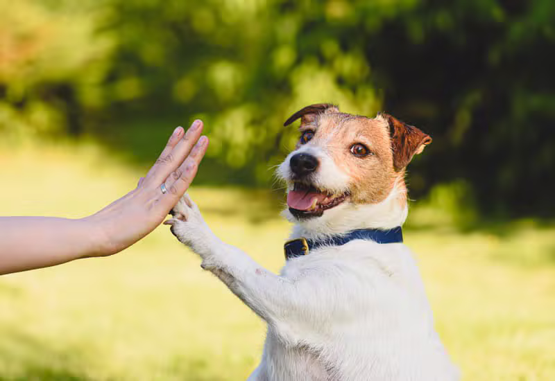 Obedience Masterclass