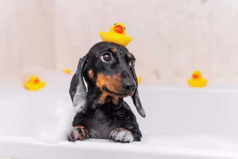 Luxury Pet Spa