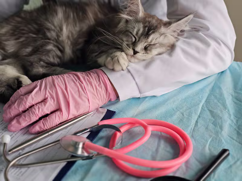 Purrfect Home Vet
