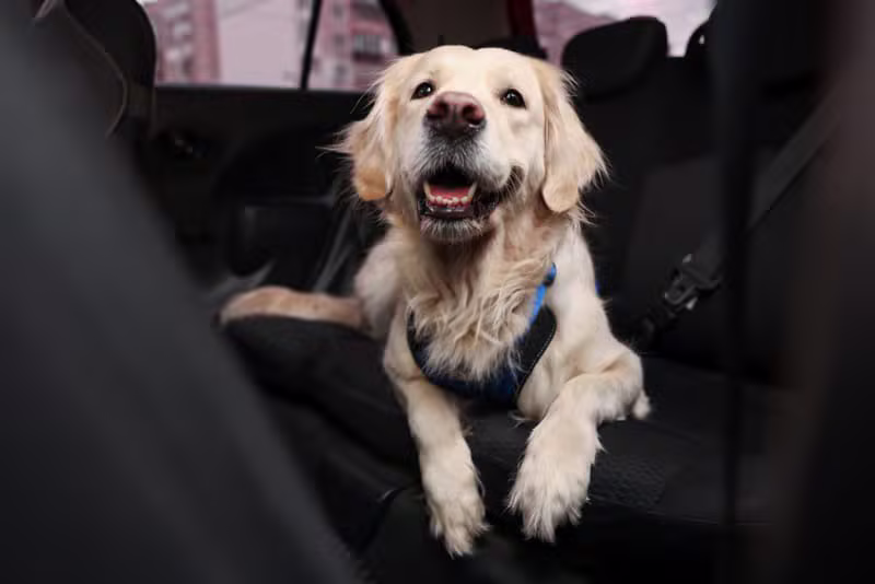 Local Vet Visit Transport