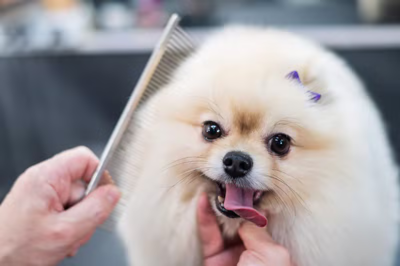 Full Body Grooming Spa