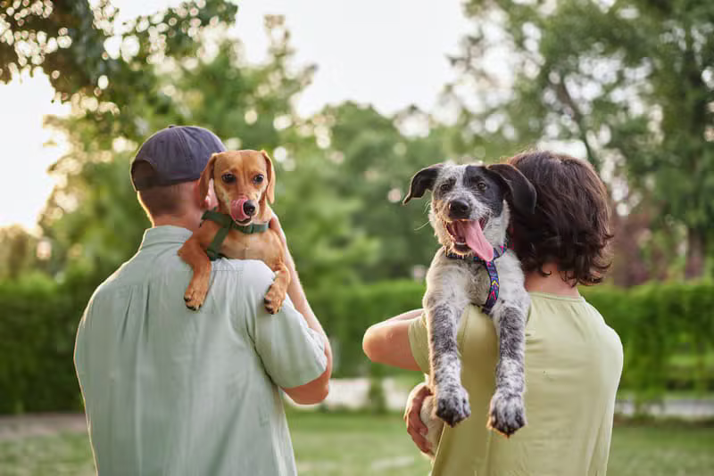 Pet Adoption