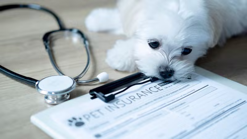 Pet Insurance