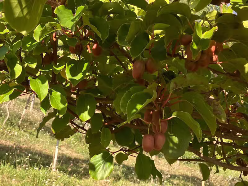 Variedad Bingo