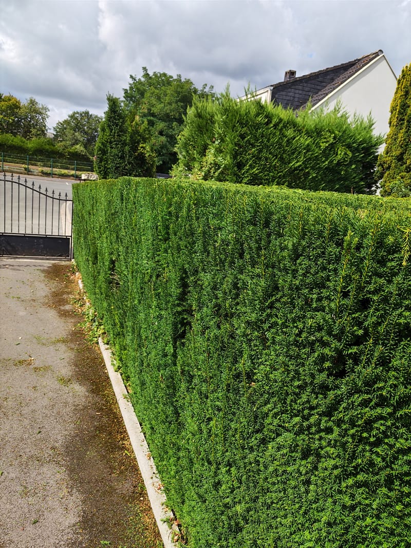 Chemin de jardin magnifiquement aménagé et propre