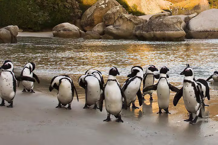 Full Day Cape town Peninsula Tour