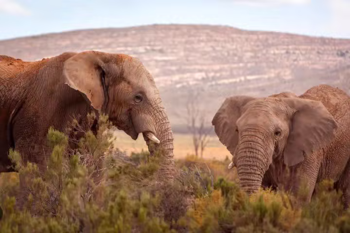 Aquila Big 5 Safari Day Tour