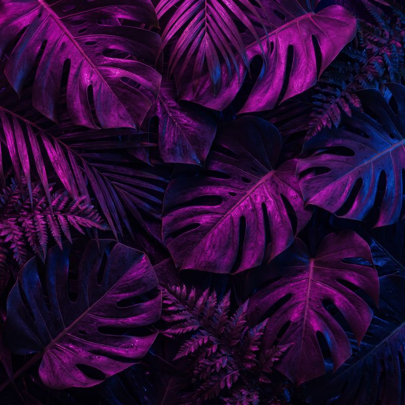 Midnight Echo Cover Art