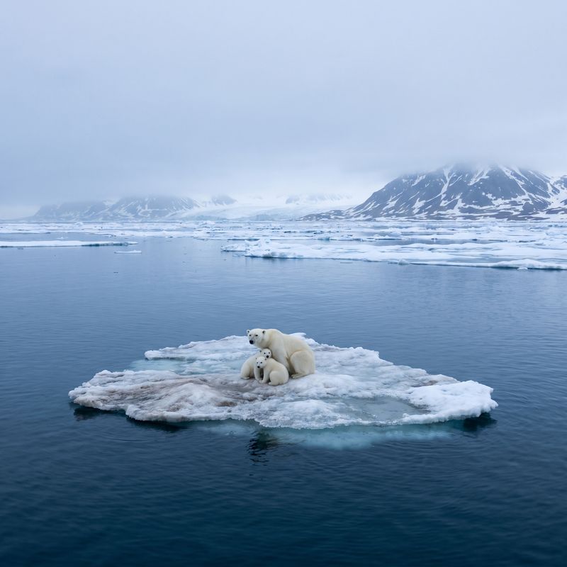 Polar bear on iceberg