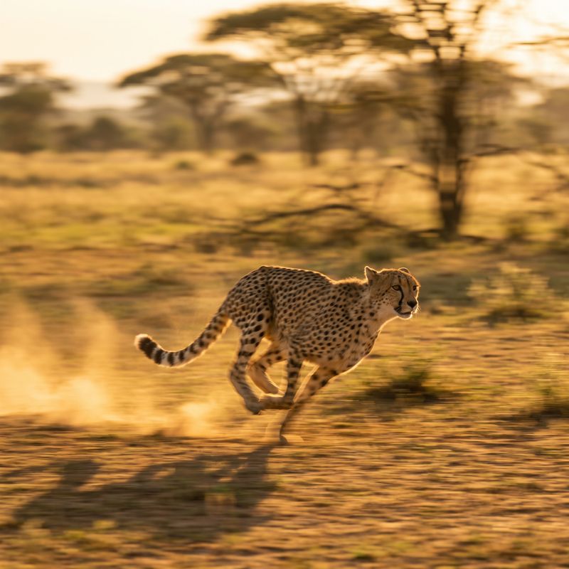 Cheetah sprinting action shot