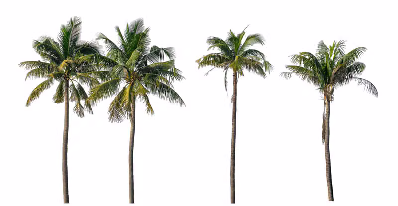 Palmeras y árboles en un jardín bien cuidado