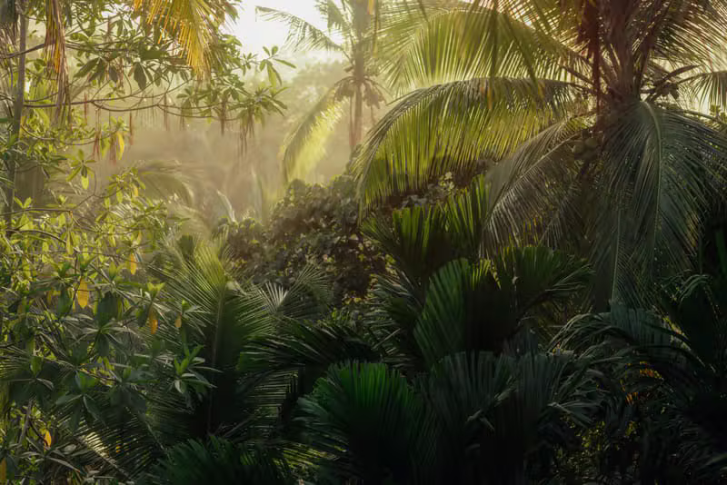 Paisaje con muchas palmeras y vegetación fresca