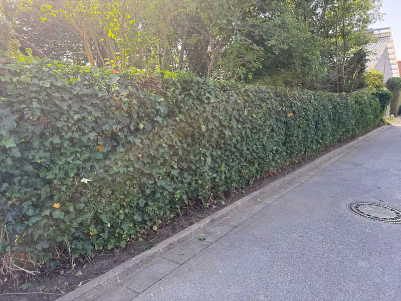 Gartenprojekt