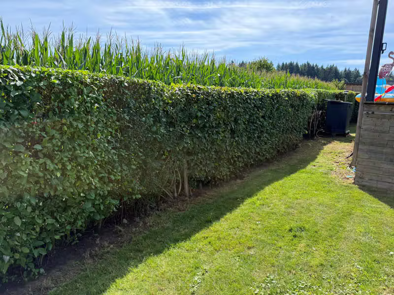 Gartenprojekt