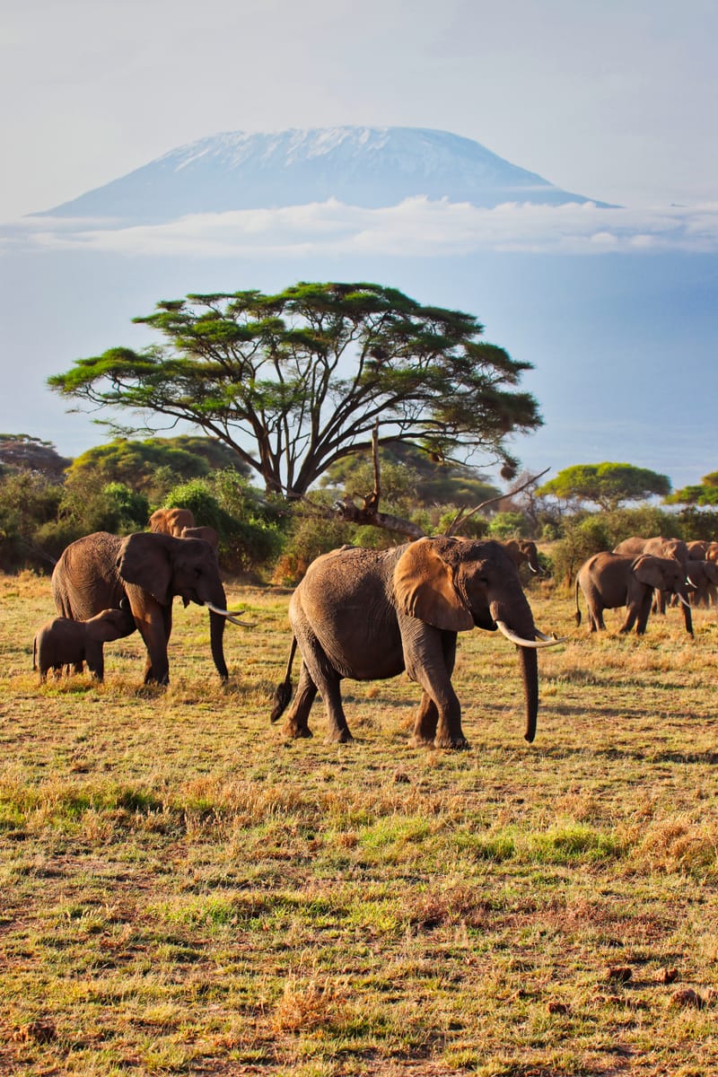 Safari y relax paradisíaco en Kenia