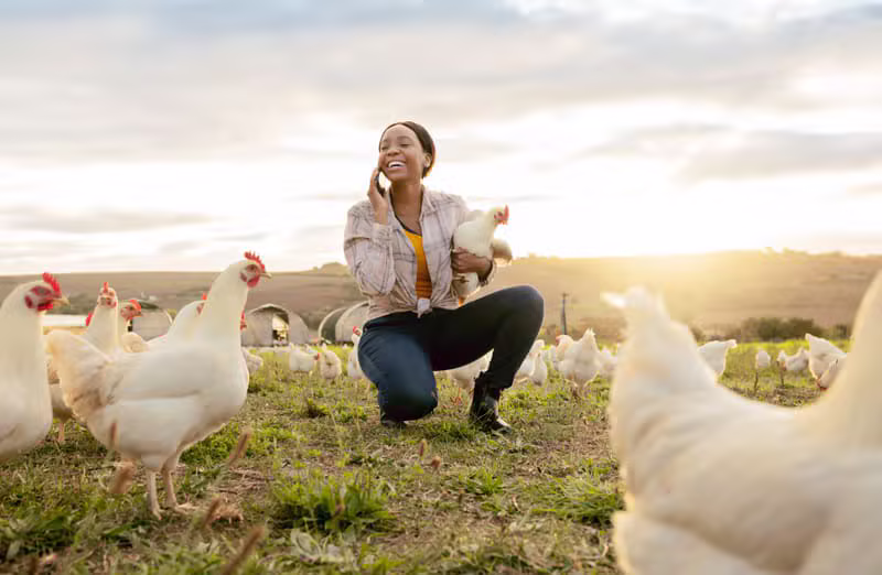 Black African farmer with free-range chickens at the poultry unit