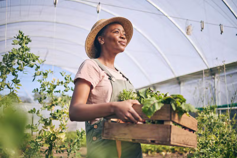 Black African farmer checking vegetables inside the greenhouse