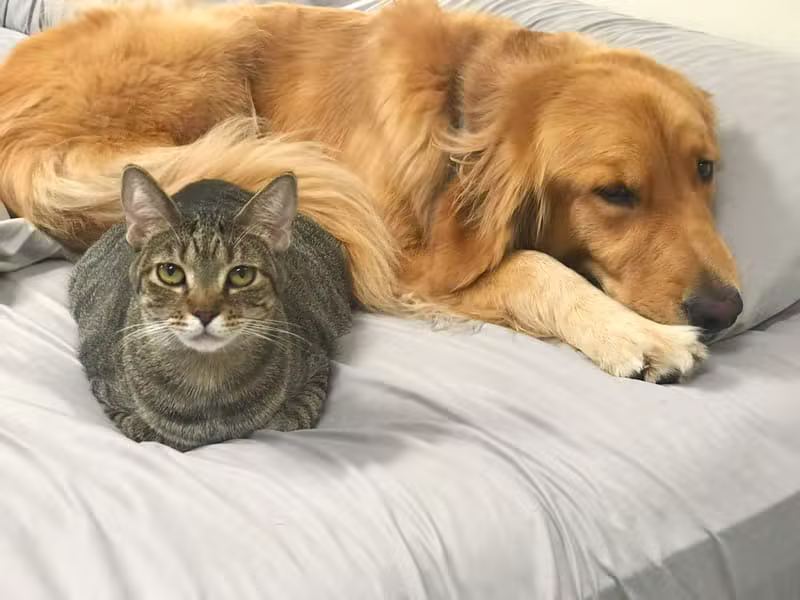 Happy dog and cat