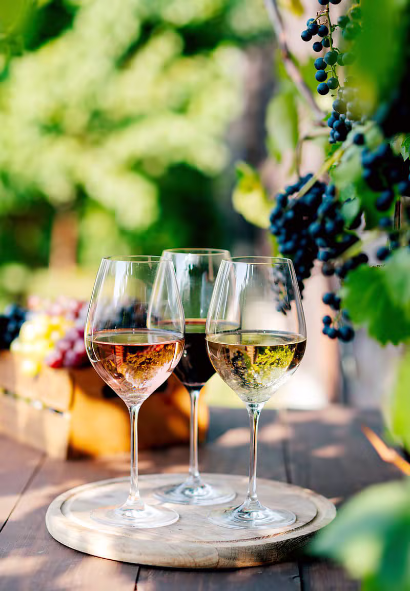 Dégustation et barriques dans un domaine du Bergeracois