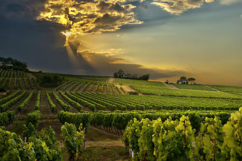 L'Escapade Vigneronne - 8h