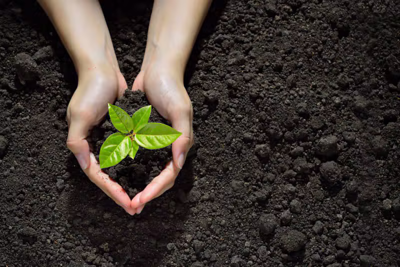 Planting opportunity