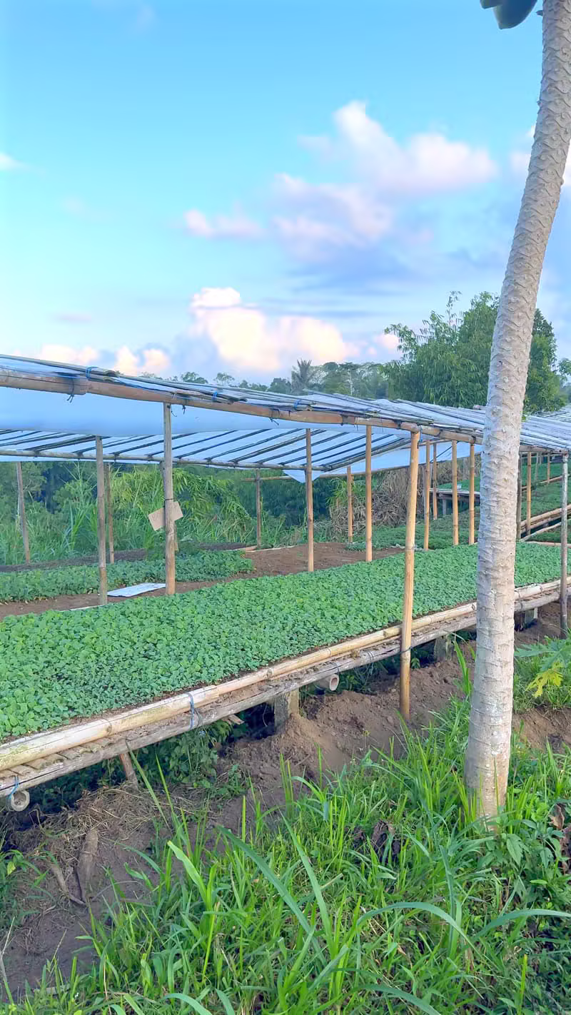 Rows of healthy green plants grown using sustainable practices