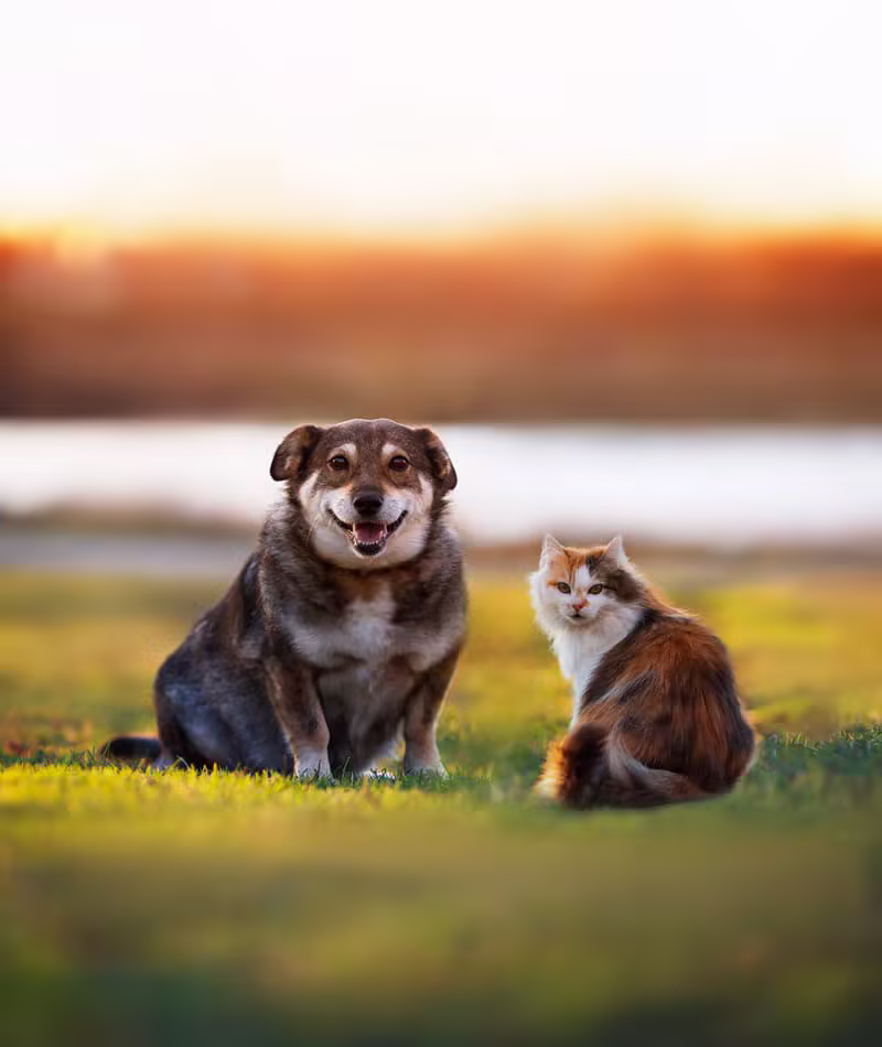 Un perro y un gato rescatados y felices recibiendo amor
