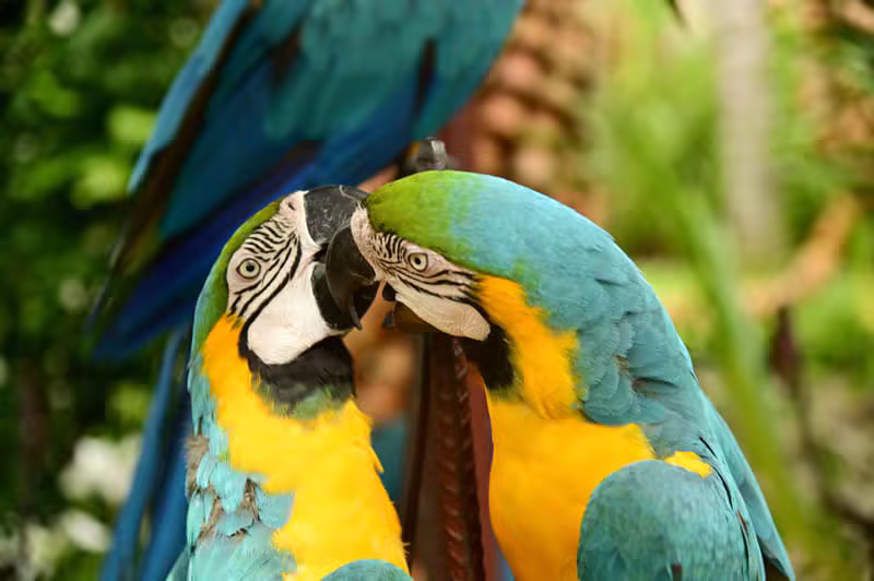 Aves