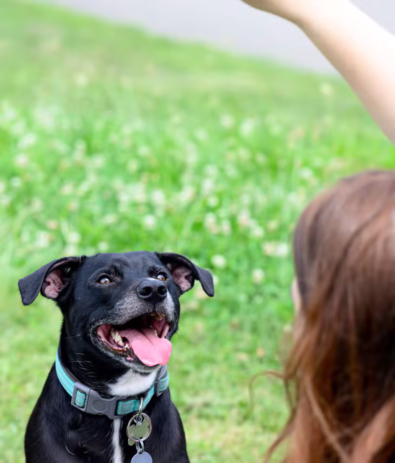 Persona sonriendo y alimentando a un perro rescatado