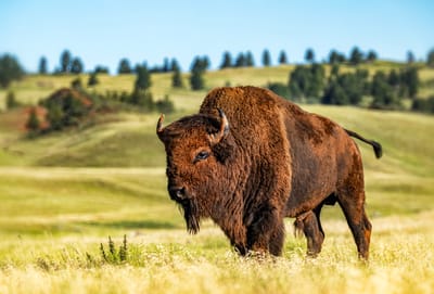 Art of South Dakota image