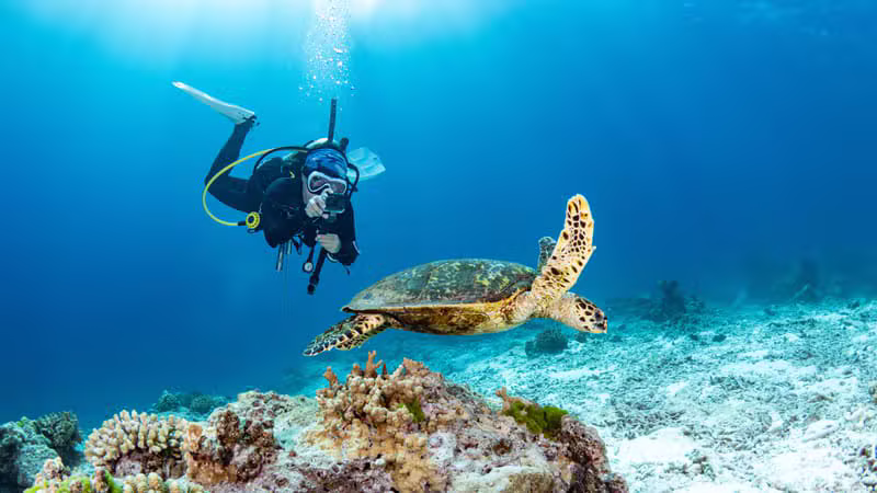 סימילן איילנדס (Similan Islands) — אתר צלילה בתאילנד