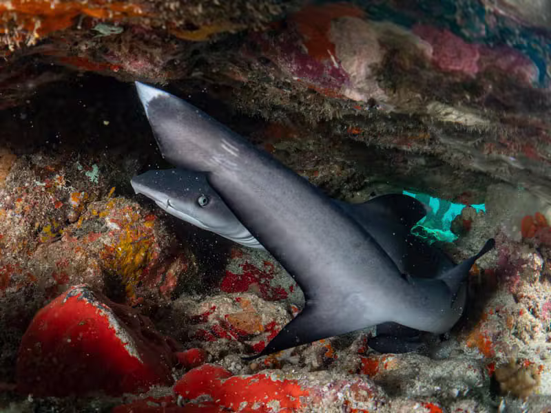 צ׳ומפון פינקל (Chumphon Pinnacle) — אתר צלילה בתאילנד