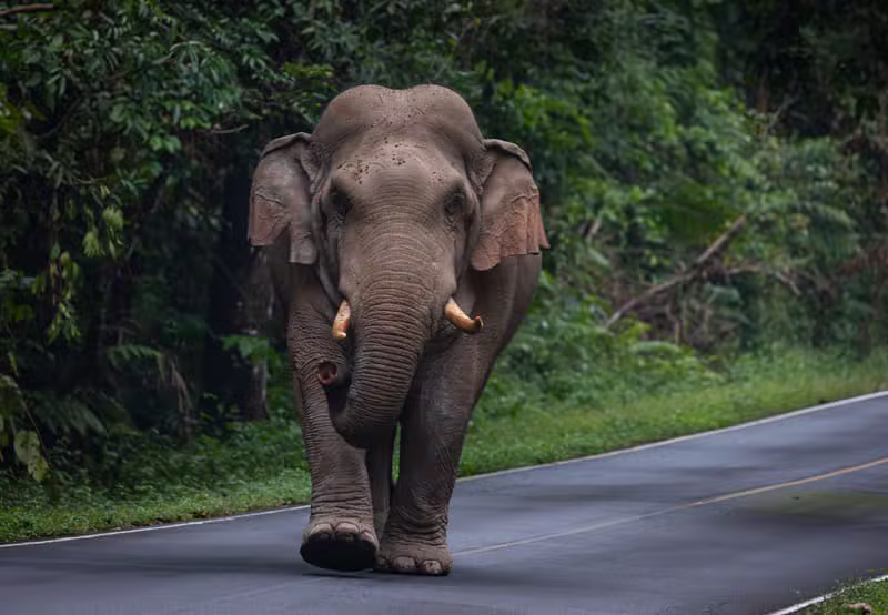 שמורה — Kindred Spirit Elephant Sanctuary