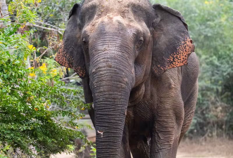 שמורה — Elephant Rescue Park