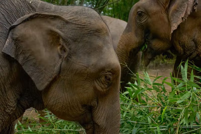 שמורה — Boon Lott’s Elephant Sanctuary (BLES)