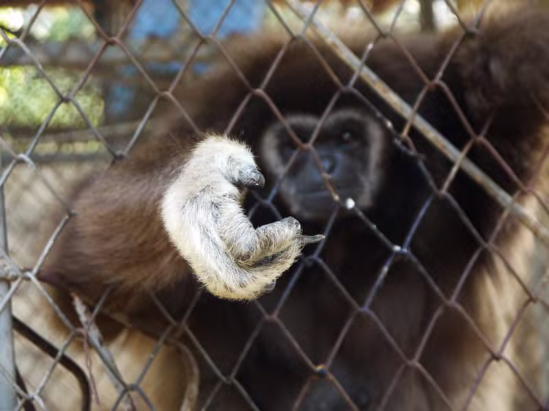 שמורה — Wildlife Friends Foundation Thailand (WFFT)