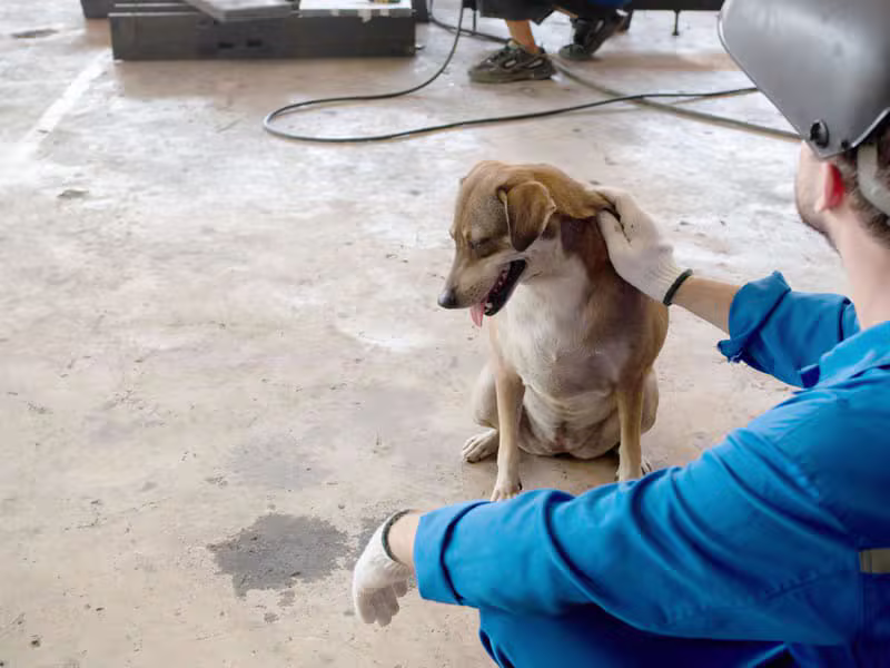 שמורה — Lanta Animal Welfare