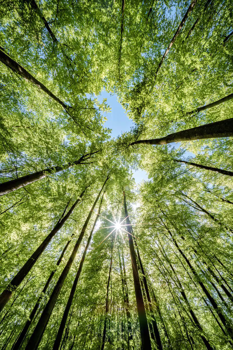 Sunlight streaming through a peaceful woodland forest